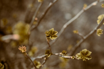Plant in dim green colors.