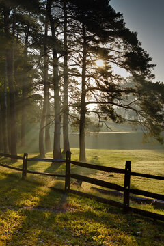 Sunlit Pine