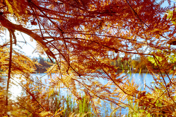 autumn landscape with tree branches and a lake.