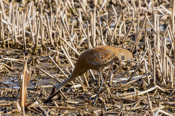 Fototapeta premium The sandhill crane (Antigone canadensis) near the nest Natural scene from Wisconsin during 
