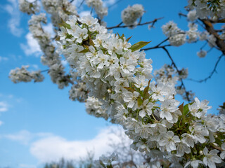 Obraz premium Blooming cherry branch. Cherry flowers.