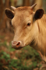 portrait of a cow