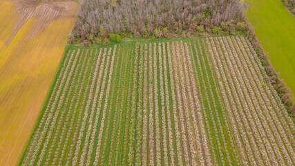 Aerial Top-Down View of an Apple Orchard with Neatly Arranged Trees