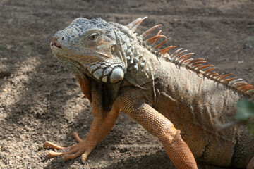 grüner Leguan