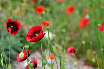 Naklejka premium giant red poppy in the field