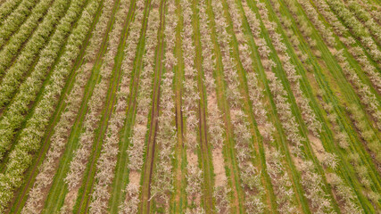 Aerial Top-Down View of an Apple Orchard with Neatly Arranged Trees