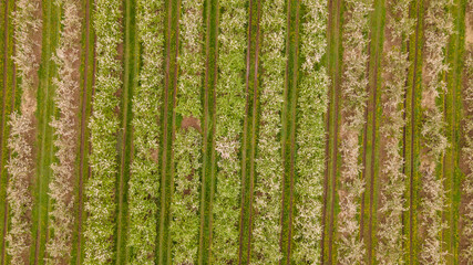 Aerial Top-Down View of an Apple Orchard with Neatly Arranged Trees