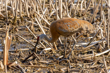 The sandhill crane (Antigone canadensis) near the nest Natural scene from Wisconsin during nesting