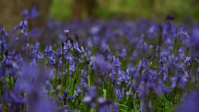 A carpet of bluebells in Epping Forest, London. Almost half the worlds bluebells are found in the UK and it is illegal to pick them
