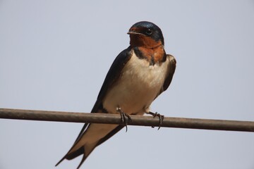 swallow on a wire