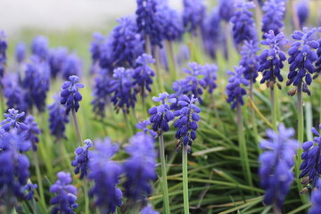 Sch&ouml;ne lila Traubenhyazinthen im Fr&uuml;hling 