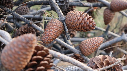 Natural Dry pine cones on the pine tree branch in the forest in a summer day. Brown nature background