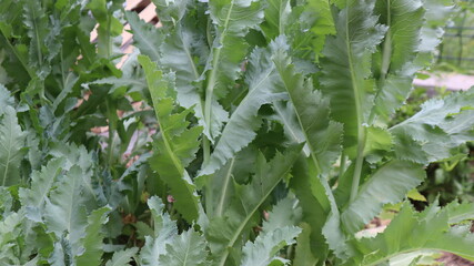 Fresh green leaf close-up waiting for autumn at natural background. Close-up view of green leaves