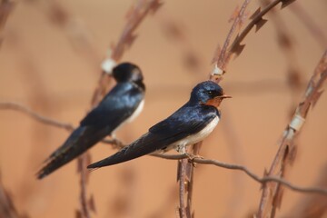 swallow on barbed wire