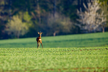 A deer in the wildlife © hecke71