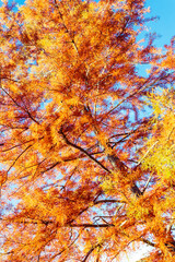 orange autumn foliage of a tree with blue sky seeing through. view from below