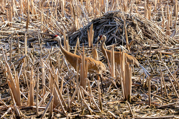 The sandhill crane (Antigone canadensis) near the nest Natural scene from Wisconsin during 