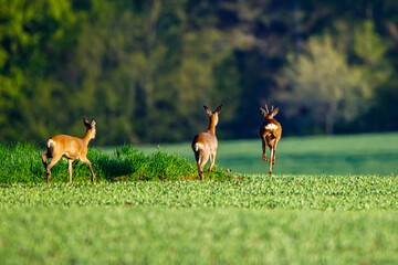 A deer in the wildlife © hecke71