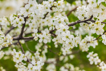 Fototapeta na wymiar cherry blossoms, cherry flowers, cherry orchard 
