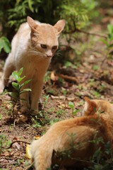 Naklejka na ściany i meble confrontation of ginger cats