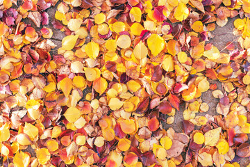 autumn leaves laying in a park. different colors. seasoanl changes. background or texture