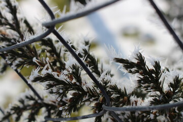 spitze Eiskristalle im Winter