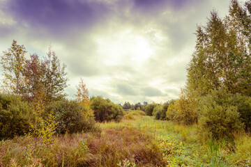 Fototapeta premium Wooded swampy terrain on a cloudy morning
