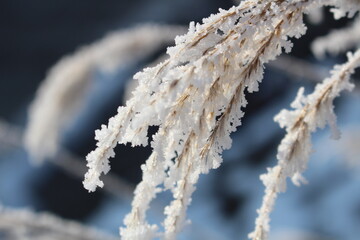 spitze Eiskristalle im Winter