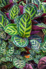 Fototapeta premium Calathea Makoya
