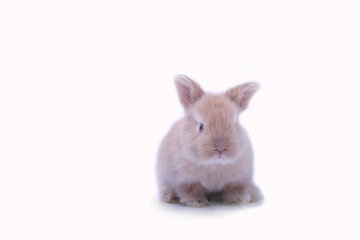 Baby red bunny rabbit portrait looking frontwise on white background.