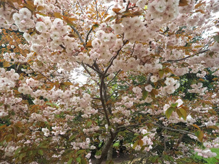 Beautiful blooming japanese cherry tree Shimidsu