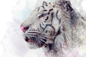 White tiger  illustration on white background