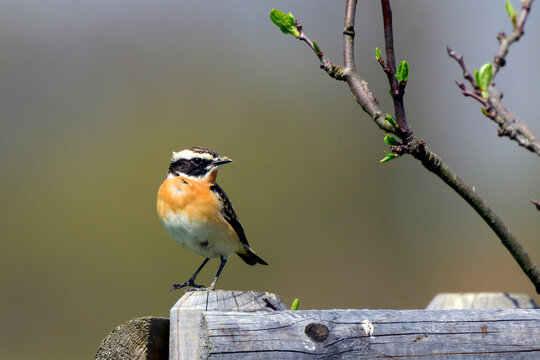 The whinchat (Saxicola rubetra)