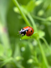 a close-up with a ladybug on a blade of grass