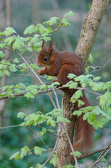 Ecureuil roux