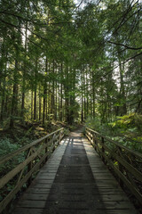 Naklejka premium Bridge of Lyn canyon in Canada 린캐년공원
