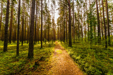 Fototapeta premium Road lit by the sun goes deep into the pine forest. View from the road