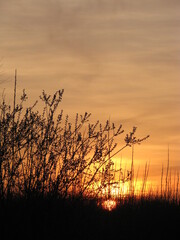 Sunset trees in orange yellow color background