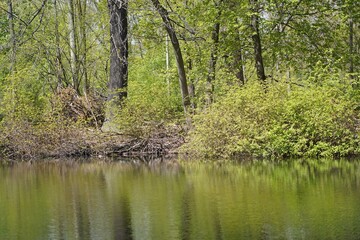Sonnige grüne Wasserlandschaft im Großen Tiergarten in Berlin im Frühling