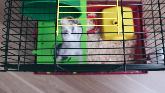 The hamster on two legs climbs on top of a cage, tries to run away to freedom.