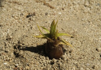 Baby bamboo shoot coming out of the ground in Inashiki, Ibaraki, Japan. April 22, 2021.
