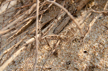 Brushwood on the beach