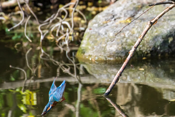 豪快にダイブするカワセミ