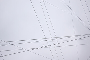 Fototapeta premium Look up at the gray cloudy sky. Intersecting lines of electrical and information wires are visible. There is a bird flying in height. Background.