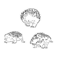 Echidna, Australian animal linear hand drawn illustration. Vector.
