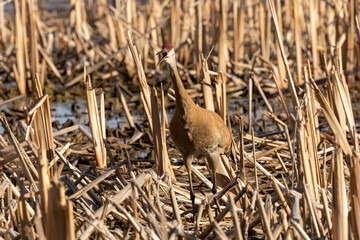 The sandhill crane (Antigone canadensis) near the nest Natural scene from Wisconsin during 