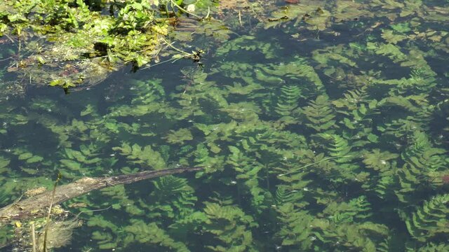 The clear and clean waters of the Tirino river in Abruzzo. It is distinguished by the constancy of the flow of its waters, mostly navigable. Abruzzo