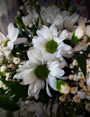 white flowers in the garden