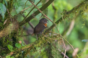 Mishmi Wren babbler or rusty-throated wren-babbler (Spelaeornis badeigularis) at Mishmi hills, Arunachal Pradesh