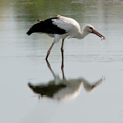 stork fishes on a pond on a hot evening.